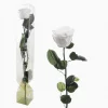 Rosa eterna blanca preservada grande