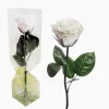 Rosa eterna blanca preservada pequeña